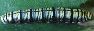 Badamia exclamationis - Final Larvae